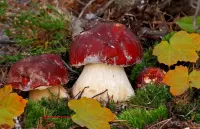 Пазл Боровики