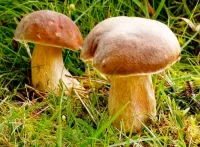 Пазл Боровики