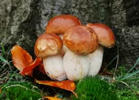 Пазл Боровики