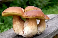 Пазл Боровики на скамейке