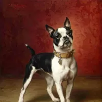 Пазл Бостон-терьер
