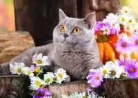 Пазл Британец