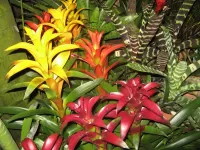 Пазл Бромелии