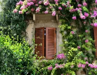 Пазл Бугенвилия