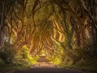 Пазл Буковая аллея