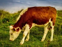 Пазл Буренка