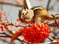 Пазл Бурундук