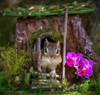 Пазл Бурундук