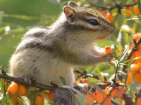 Пазл Бурундук