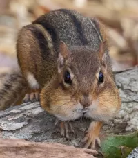 Пазл Бурундук