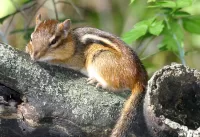 Пазл Бурундук