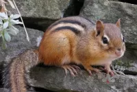 Пазл Бурундук