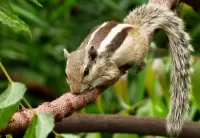 Пазл Бурундук