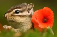 Пазл Бурундук и мак