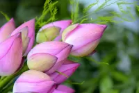 Пазл Бутоны лотоса