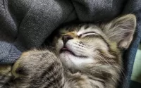 Пазл Cat