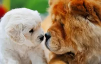 Пазл Чау-чау