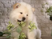 Пазл Чау чау