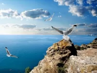 Пазл Чайки над морем