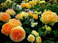 Пазл Чайные розы