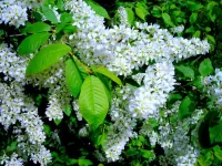 Пазл Черемуха