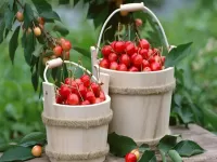 Пазл Черешня