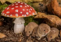 Пазл Четыре мыши