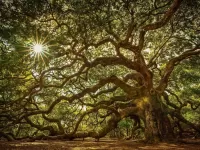 Пазл Чудо-дерево