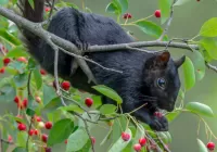 Пазл Чёрная белка