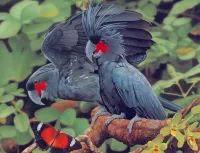 Пазл Чёрный какаду 