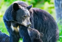 Пазл Чёрный медведь