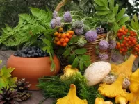 Пазл Дары леса