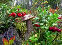 Пазл Дары леса