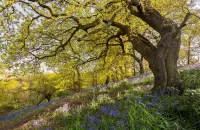 Пазл Дерево