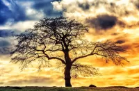 Пазл Дерево