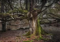 Пазл Дерево