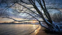 Пазл Дерево над водой