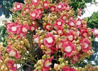 Пазл Дерево Шивы