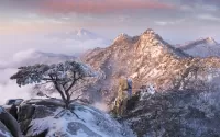 Пазл Дерево в камне