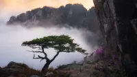 Пазл Дерево в тумане