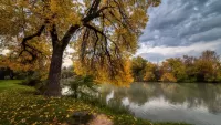 Пазл Деревья у воды