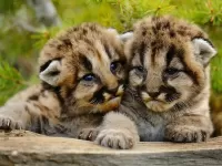Пазл Детеныши пумы