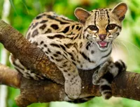 Пазл Дикая кошка