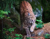 Пазл Дикая кошка