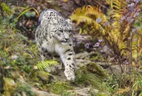 Пазл Дикая кошка 