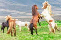 Пазл Дикие лошади