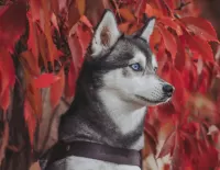 Пазл Дикий виноград