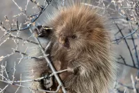 Пазл Дикобраз 