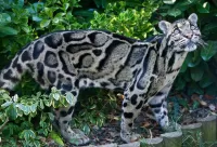 Пазл Дымчатый леопард