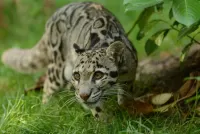 Пазл Дымчатый леопард 